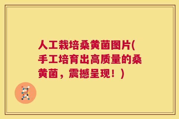 人工栽培桑黄菌图片(手工培育出高质量的桑黄菌，震撼呈现！)