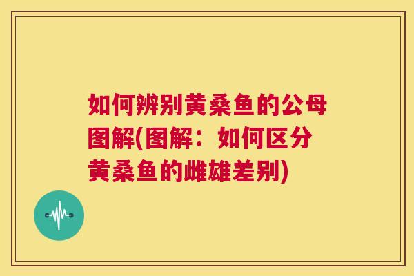 如何辨别黄桑鱼的公母图解(图解：如何区分黄桑鱼的雌雄差别)