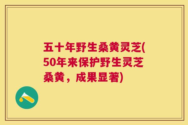 五十年野生桑黄灵芝(50年来保护野生灵芝桑黄，成果显著)