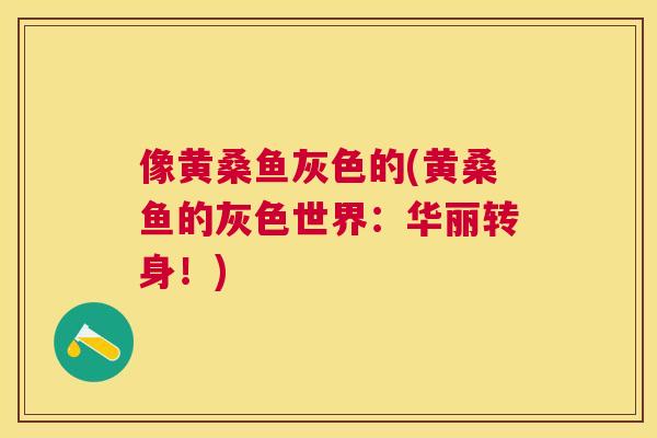 像黄桑鱼灰色的(黄桑鱼的灰色世界：华丽转身！)