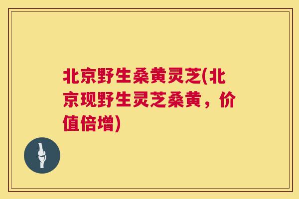 北京野生桑黄灵芝(北京现野生灵芝桑黄，价值倍增)