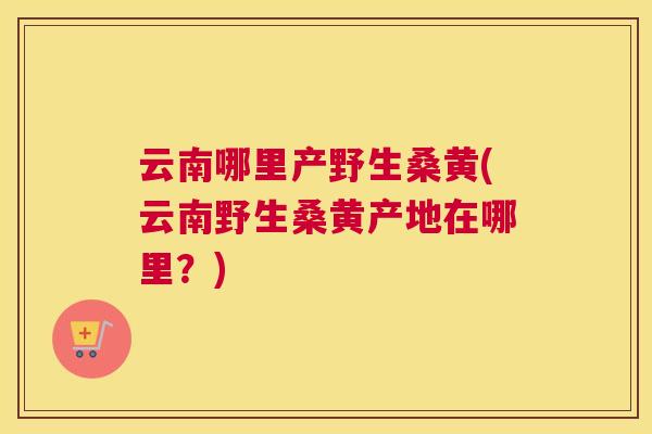 云南哪里产野生桑黄(云南野生桑黄产地在哪里？)