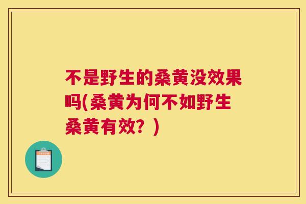 不是野生的桑黄没效果吗(桑黄为何不如野生桑黄有效？)