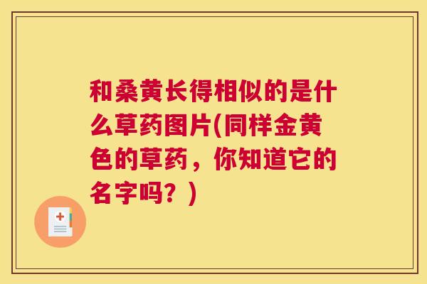 和桑黄长得相似的是什么草药图片(同样金黄色的草药，你知道它的名字吗？)
