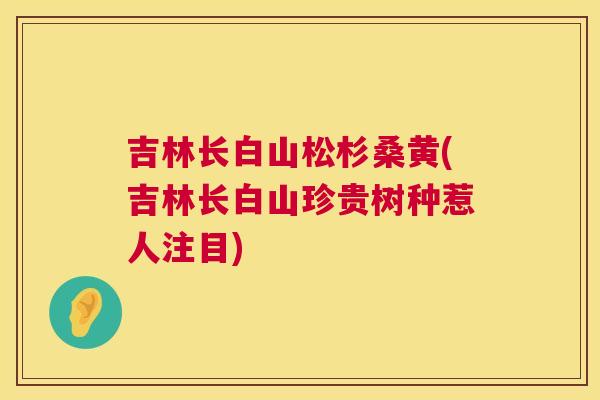 吉林长白山松杉桑黄(吉林长白山珍贵树种惹人注目)