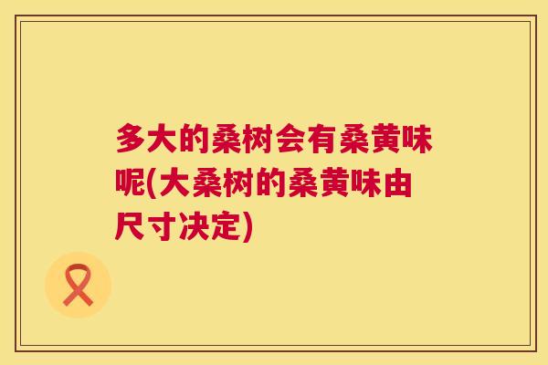 多大的桑树会有桑黄味呢(大桑树的桑黄味由尺寸决定)