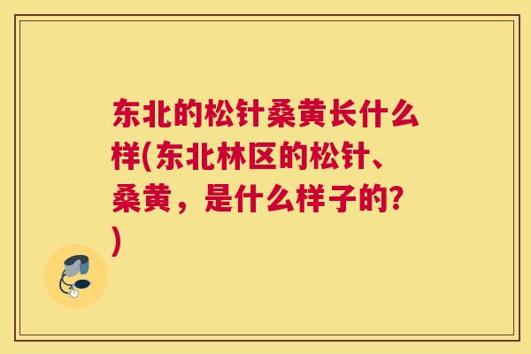 东北的松针桑黄长什么样(东北林区的松针、桑黄，是什么样子的？)