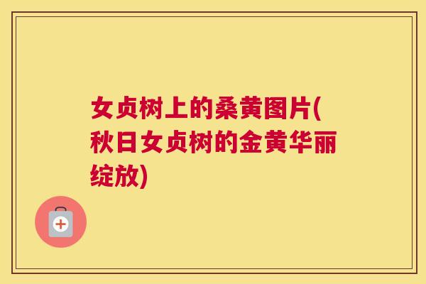 女贞树上的桑黄图片(秋日女贞树的金黄华丽绽放)
