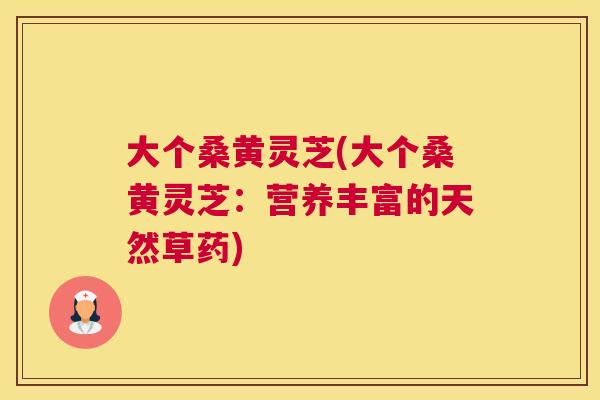 大个桑黄灵芝(大个桑黄灵芝：营养丰富的天然草药)