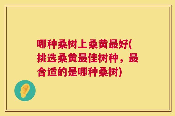 哪种桑树上桑黄好(挑选桑黄佳树种，合适的是哪种桑树)