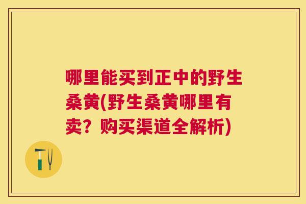 哪里能买到正中的野生桑黄(野生桑黄哪里有卖？购买渠道全解析)