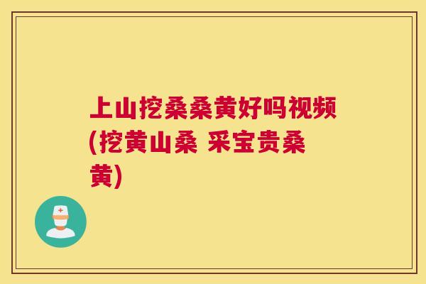 上山挖桑桑黄好吗视频(挖黄山桑 采宝贵桑黄)