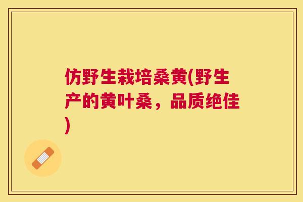仿野生栽培桑黄(野生产的黄叶桑，品质绝佳)