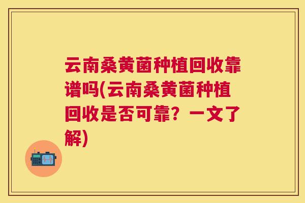 云南桑黄菌种植回收靠谱吗(云南桑黄菌种植回收是否可靠？一文了解)