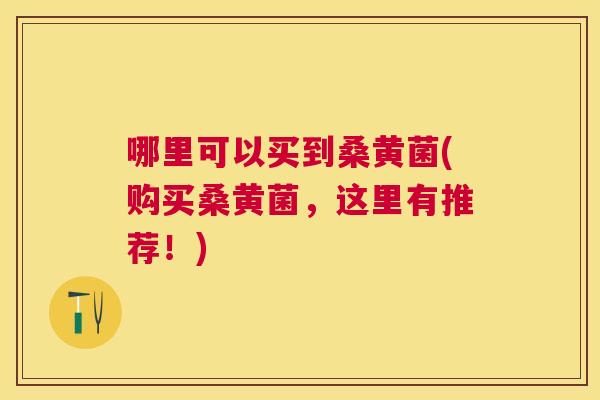 哪里可以买到桑黄菌(购买桑黄菌,这里有推荐!) 哪里可以买到桑黄菌(购买桑黄菌,这里有推荐!)