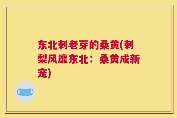 东北刺老芽的桑黄(刺梨风靡东北:桑黄成新宠) 东北刺老芽的桑黄(刺梨风靡东北:桑黄成新宠)