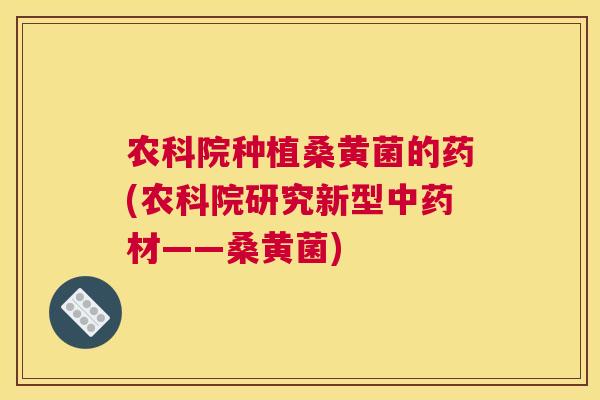 农科院种植桑黄菌的药(农科院研究新型材——桑黄菌) 农科院种植桑黄菌的药(农科院研究新型材——桑黄菌)