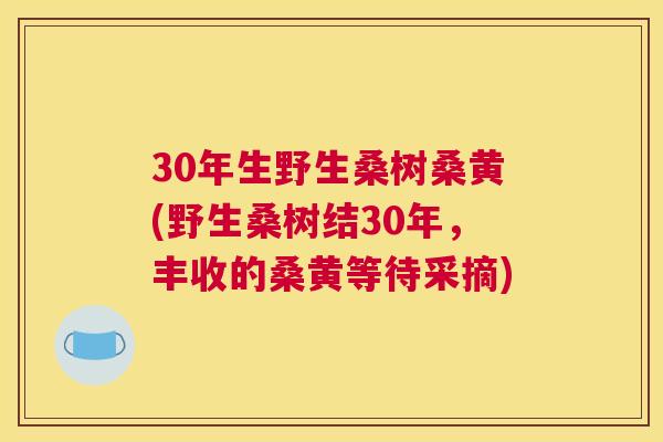 30年生野生桑树桑黄(野生桑树结30年,丰收的桑黄等待采摘) 30年生野生桑树桑黄(野生桑树结30年,丰收的桑黄等待采摘)
