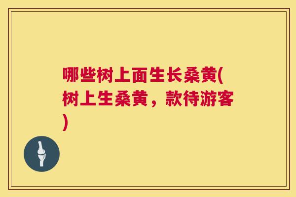 哪些树上面生长桑黄(树上生桑黄,款待游客) 哪些树上面生长桑黄(树上生桑黄,款待游客)