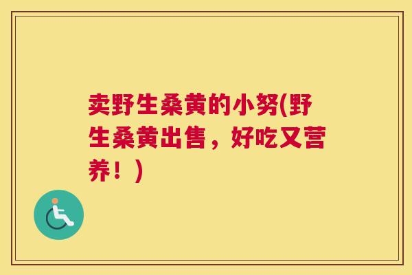 卖野生桑黄的小努(野生桑黄出售,好吃又营养!) 卖野生桑黄的小努(野生桑黄出售,好吃又营养!)