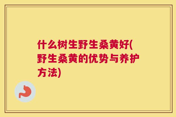 什么树生野生桑黄好(野生桑黄的优势与养护方法) 什么树生野生桑黄好(野生桑黄的优势与养护方法)