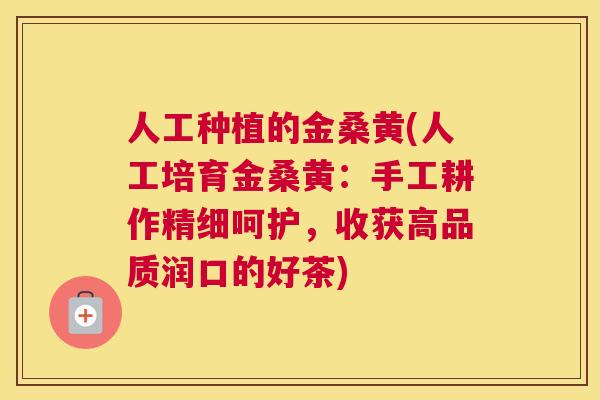 人工种植的金桑黄(人工培育金桑黄:手工耕作精细呵护,收获高品质润口的好茶) 人工种植的金桑黄(人工培育金桑黄:手工耕作精细呵护,收获高品质润口的好茶)