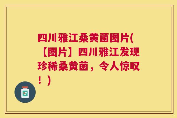 四川雅江桑黄菌图片(【图片】四川雅江发现珍稀桑黄菌,令人惊叹!) 四川雅江桑黄菌图片(【图片】四川雅江发现珍稀桑黄菌,令人惊叹!)