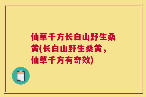 仙草千方长白山野生桑黄(长白山野生桑黄,仙草千方有奇效) 仙草千方长白山野生桑黄(长白山野生桑黄,仙草千方有奇效)