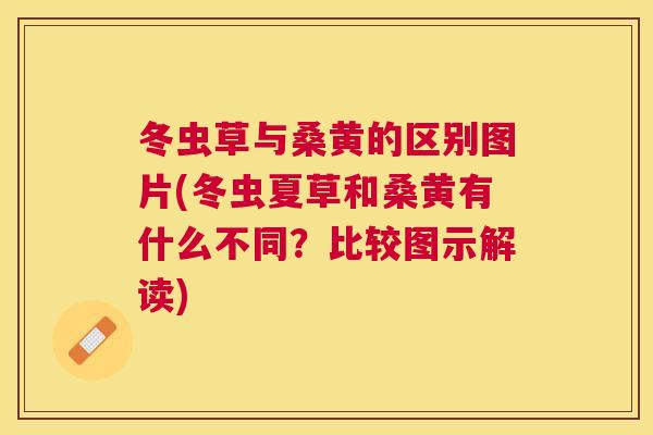 冬虫草与桑黄的区别图片(冬虫夏草和桑黄有什么不同?比较图示解读) 冬虫草与桑黄的区别图片(冬虫夏草和桑黄有什么不同?比较图示解读)