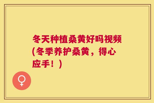 冬天种植桑黄好吗视频(冬季养护桑黄,得心应手!) 冬天种植桑黄好吗视频(冬季养护桑黄,得心应手!)