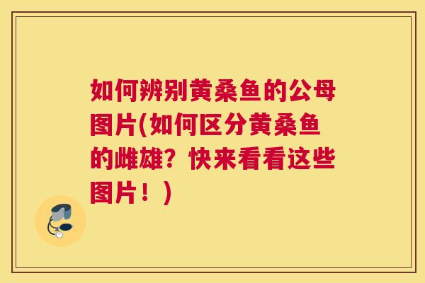 如何辨别黄桑鱼的公母图片(如何区分黄桑鱼的雌雄?快来看看这些图片!) 如何辨别黄桑鱼的公母图片(如何区分黄桑鱼的雌雄?快来看看这些图片!)