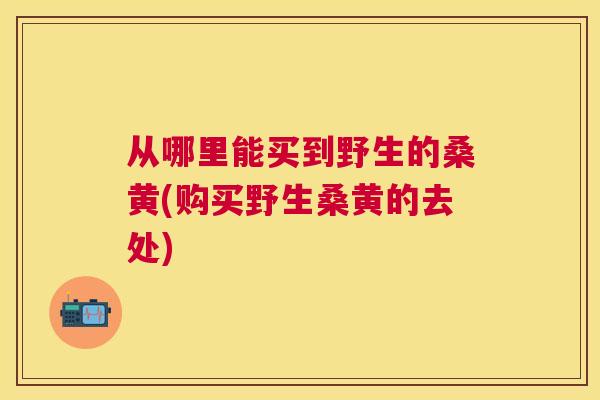 从哪里能买到野生的桑黄(购买野生桑黄的去处) 从哪里能买到野生的桑黄(购买野生桑黄的去处)