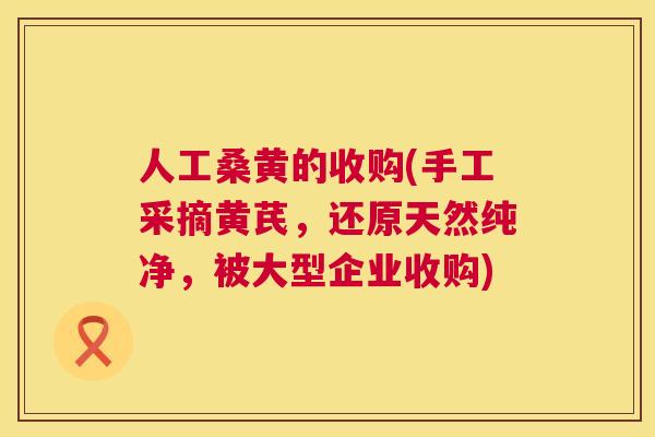 人工桑黄的收购(手工采摘黄芪,还原天然纯净,被大型企业收购) 人工桑黄的收购(手工采摘黄芪,还原天然纯净,被大型企业收购)