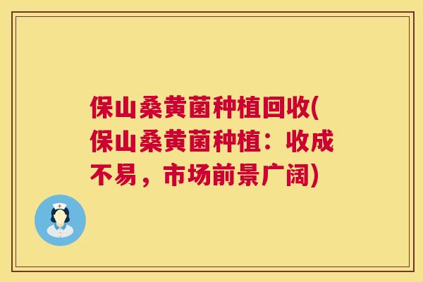 保山桑黄菌种植回收(保山桑黄菌种植：收成不易，市场前景广阔)