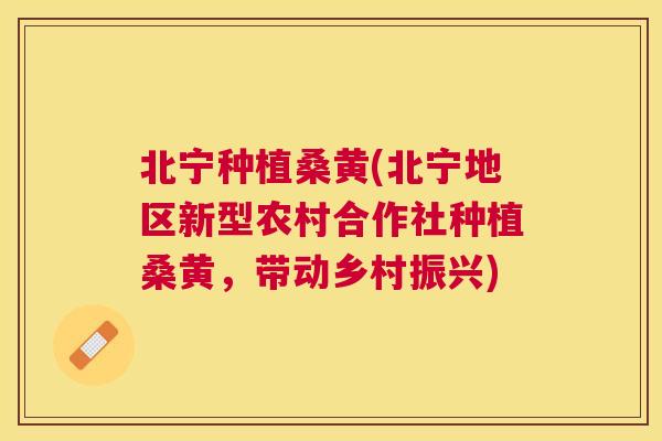 北宁种植桑黄(北宁地区新型农村合作社种植桑黄,带动乡村振兴) 北宁种植桑黄(北宁地区新型农村合作社种植桑黄,带动乡村振兴)