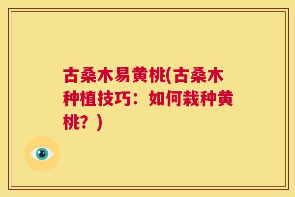 古桑木易黄桃(古桑木种植技巧:如何栽种黄桃?) 古桑木易黄桃(古桑木种植技巧:如何栽种黄桃?)
