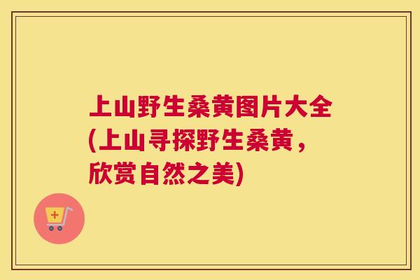 上山野生桑黄图片大全(上山寻探野生桑黄,欣赏自然之美) 上山野生桑黄图片大全(上山寻探野生桑黄,欣赏自然之美)