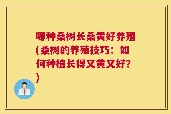 哪种桑树长桑黄好养殖(桑树的养殖技巧:如何种植长得又黄又好?) 哪种桑树长桑黄好养殖(桑树的养殖技巧:如何种植长得又黄又好?)