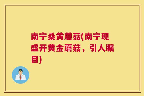 南宁桑黄蘑菇(南宁现盛开黄金蘑菇,引人瞩目) 南宁桑黄蘑菇(南宁现盛开黄金蘑菇,引人瞩目)