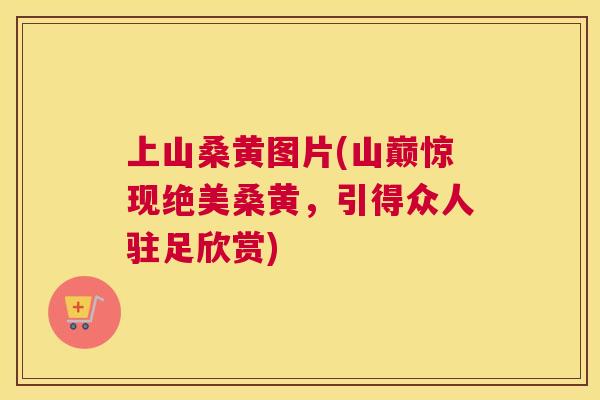 上山桑黄图片(山巅惊现绝美桑黄,引得众人驻足欣赏) 上山桑黄图片(山巅惊现绝美桑黄,引得众人驻足欣赏)