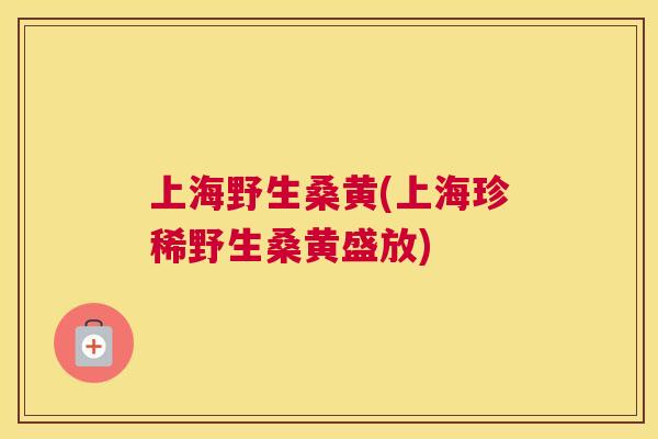 上海野生桑黄(上海珍稀野生桑黄盛放) 上海野生桑黄(上海珍稀野生桑黄盛放)