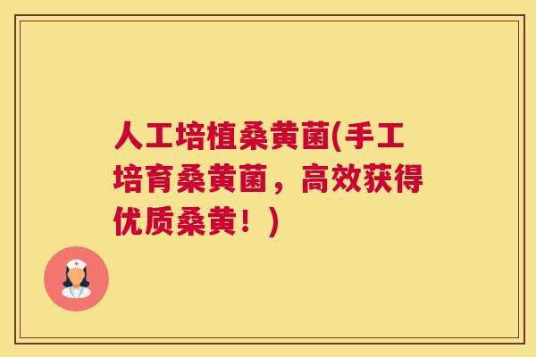 人工培植桑黄菌(手工培育桑黄菌,高效获得优质桑黄!) 人工培植桑黄菌(手工培育桑黄菌,高效获得优质桑黄!)