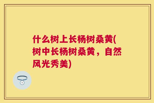 什么树上长杨树桑黄(树中长杨树桑黄,自然风光秀美) 什么树上长杨树桑黄(树中长杨树桑黄,自然风光秀美)