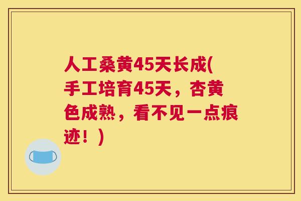 人工桑黄45天长成(手工培育45天，杏黄色成熟，看不见一点痕迹！)