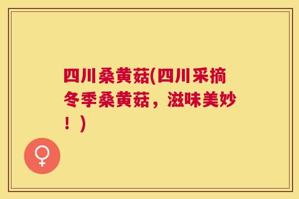 四川桑黄菇(四川采摘冬季桑黄菇,滋味美妙!) 四川桑黄菇(四川采摘冬季桑黄菇,滋味美妙!)