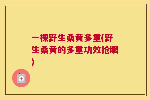 一棵野生桑黄多重(野生桑黄的多重功效抢眼) 一棵野生桑黄多重(野生桑黄的多重功效抢眼)