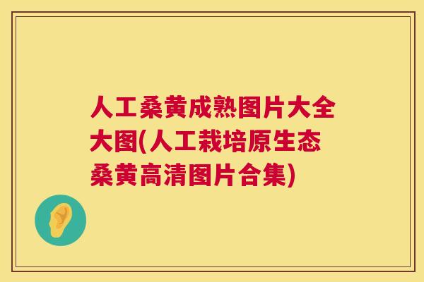 人工桑黄成熟图片大全大图(人工栽培原生态桑黄高清图片合集) 人工桑黄成熟图片大全大图(人工栽培原生态桑黄高清图片合集)