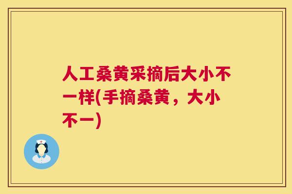 人工桑黄采摘后大小不一样(手摘桑黄,大小不一) 人工桑黄采摘后大小不一样(手摘桑黄,大小不一)