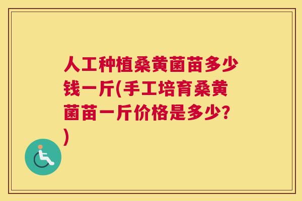 人工种植桑黄菌苗多少钱一斤(手工培育桑黄菌苗一斤价格是多少?) 人工种植桑黄菌苗多少钱一斤(手工培育桑黄菌苗一斤价格是多少?)