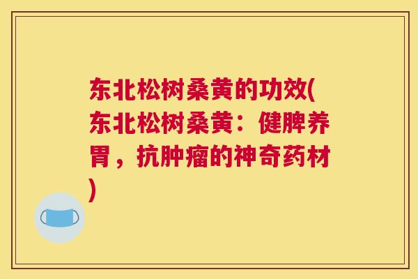 东北松树桑黄的功效(东北松树桑黄:健脾养胃,抗的神奇药材) 东北松树桑黄的功效(东北松树桑黄:健脾养胃,抗的神奇药材)